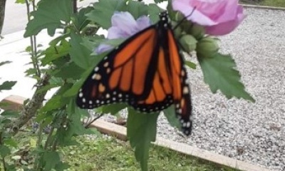 Insect Project