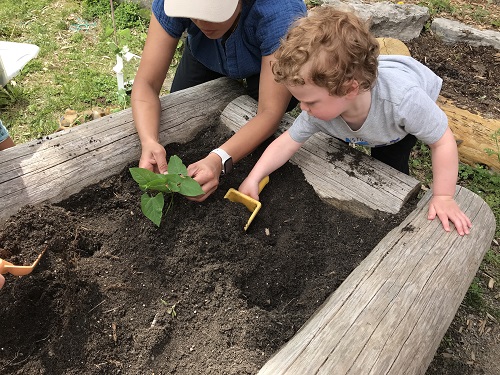 Child helping plant in garden
