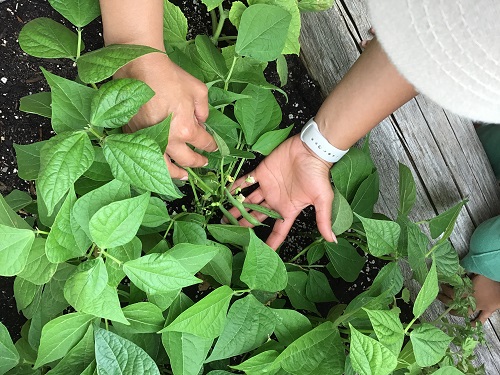 picking beans from garden