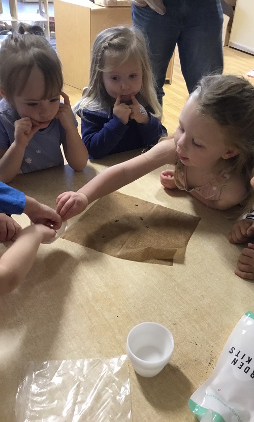 Group of preschool children sitting at a table attempting an apple seed experiment using wet paper towels, seeds and a plastic bag
