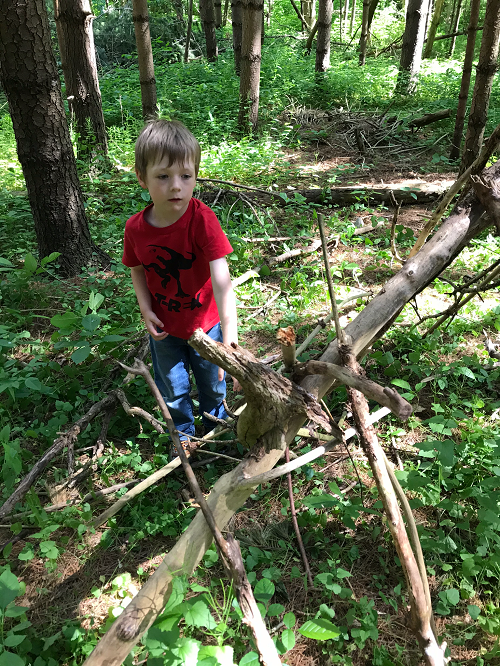 School age boy building a fort in the forest