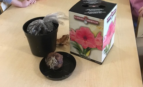 A flower kit sitting on a table