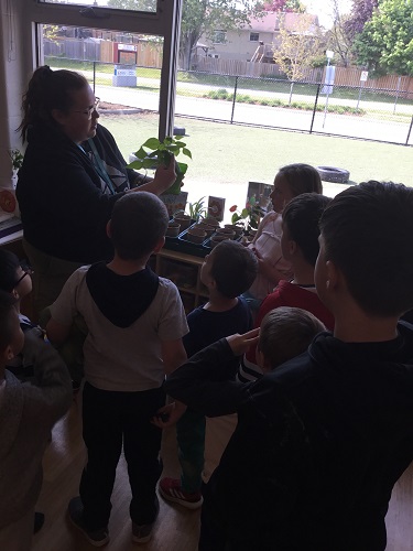 An educator surrounded by children looking at their growing bean plant