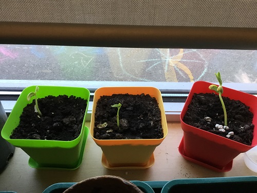 Three bean plants sprouting in different coloured planters