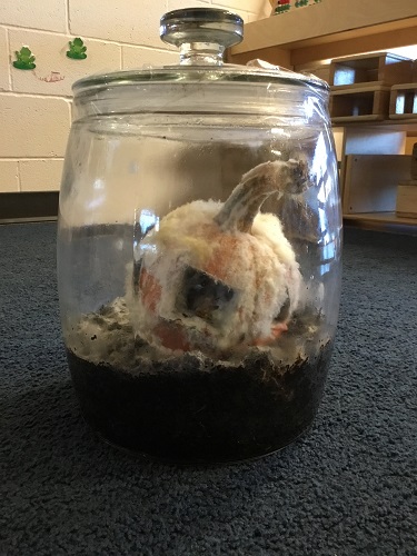 A very moldly pumpkin in a large jar