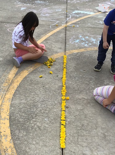 A child sitting on the concrete lining up dandelions 