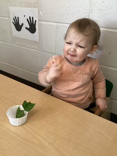 An infant taste testing a lemon and making a sour face