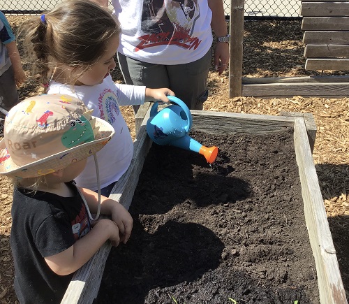 Children watering the seeds in the garden.