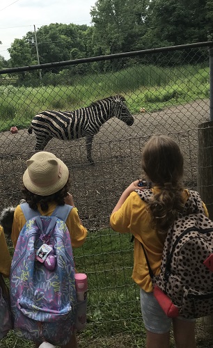 2 School age girls looking at Zebra at the zoo