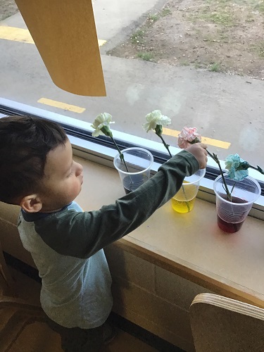 Preschool boy exploring flowers