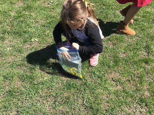 JK girl collecting natural materials outside 