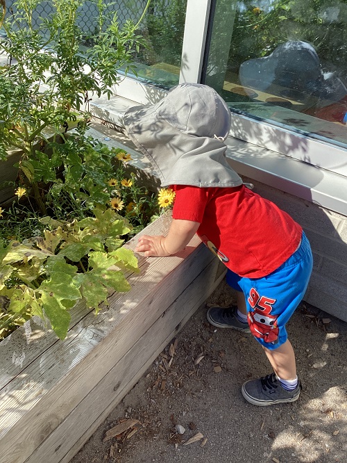 A toddler child exploring the garden