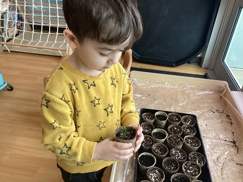 A child observing the growth of a plant.