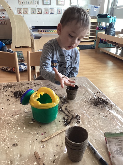 A child planting their seeds into their planter cup.