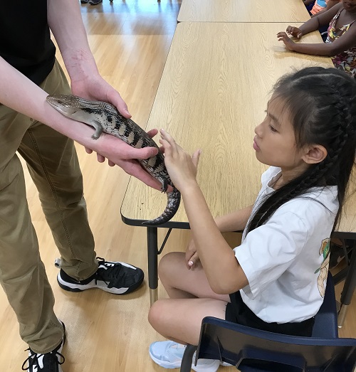 A child petting a baby alligator.