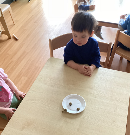 Children sitting while observing and investigating the snails they found