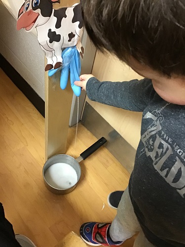 Preschool child squeezing milk out of a blue glove that is attached to a photo of a cow. The milk is filling up a pot below on the ground.
