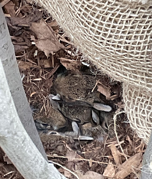 the baby bunnies