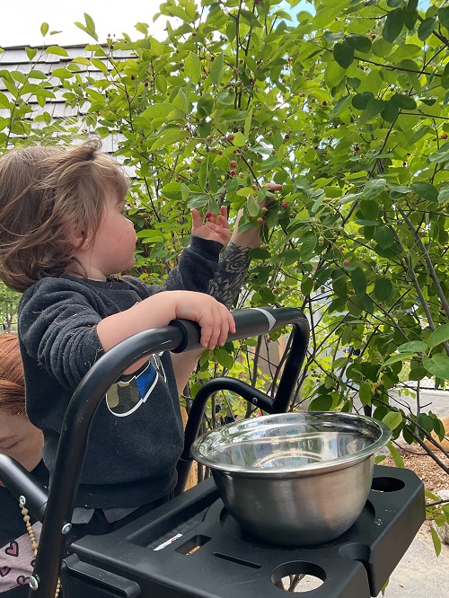 child picking berries