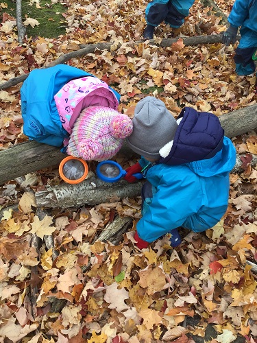 Looking at leaves with magnifying glasses