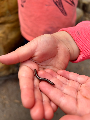 child holding a long bug in their hands