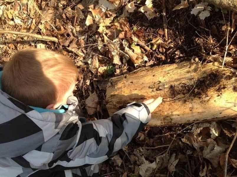 boy observing a log in nature