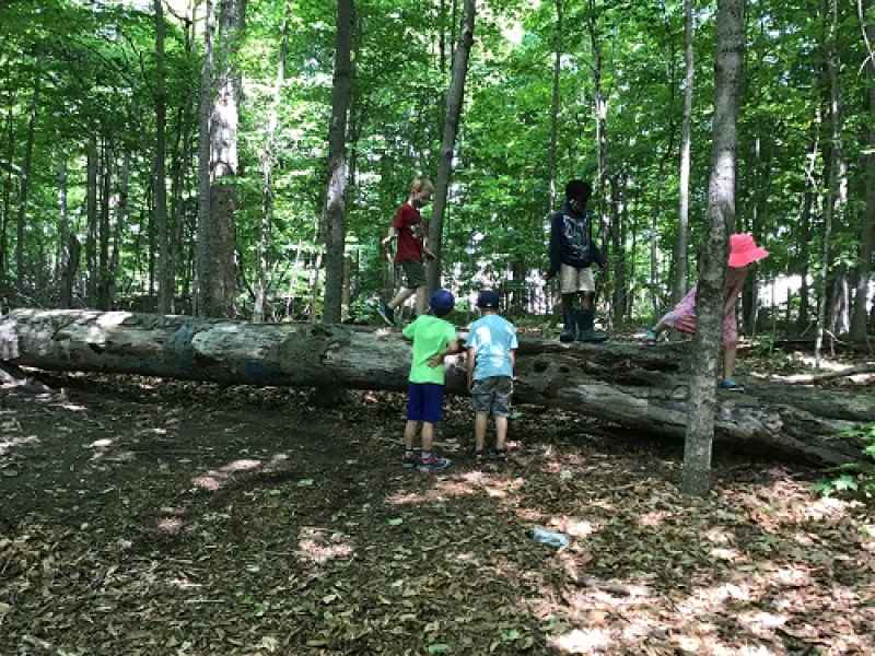 children in the forrest on a log