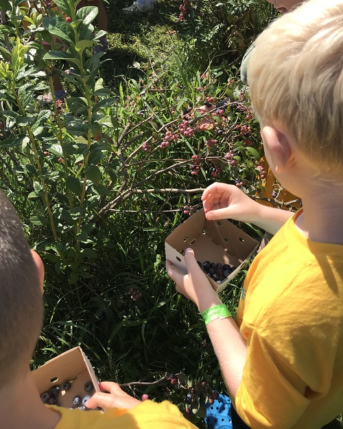 child picking blueberries from a blueberry bush