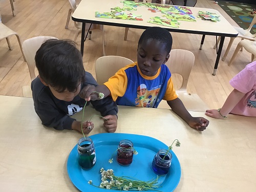 2 boys observing flowers