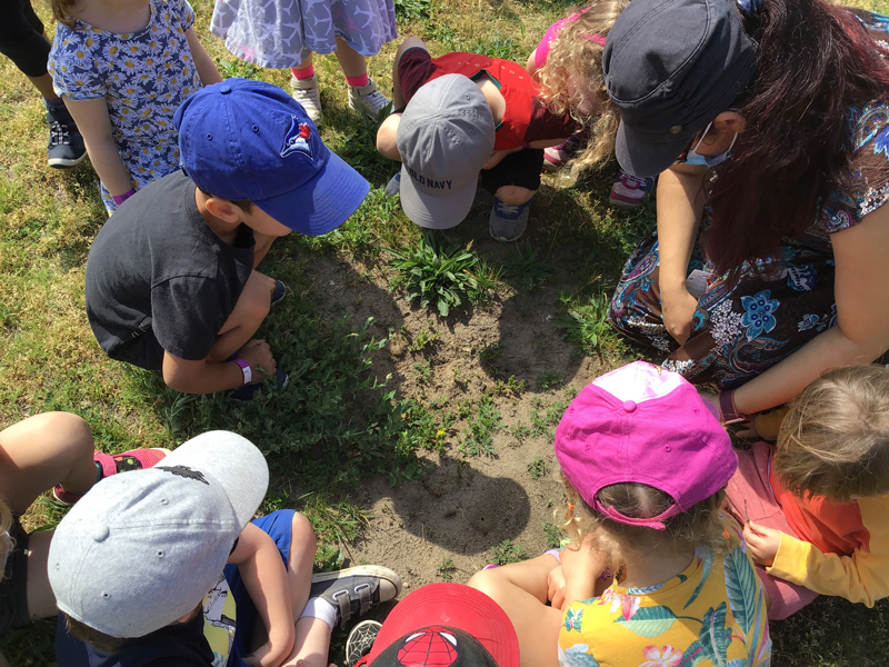 children and educator observing ant hills outside