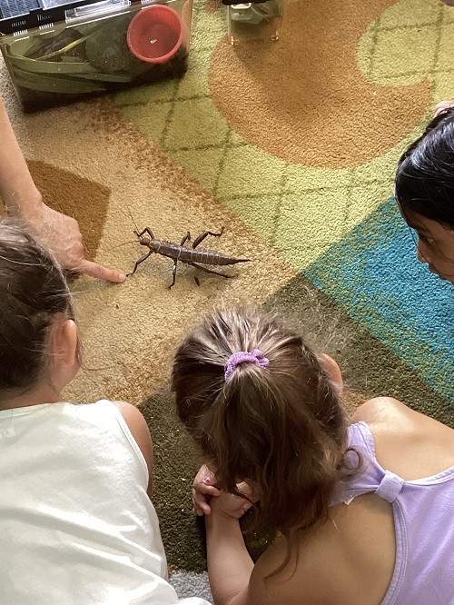 children on the carpet looking at a stick bug