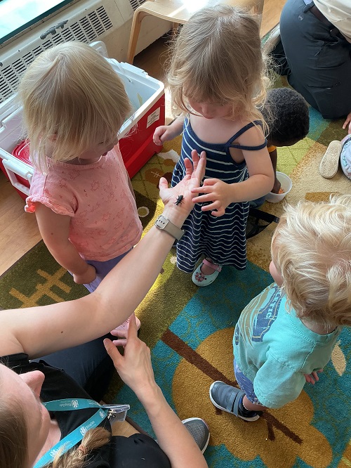 children observing a bug in an educators hand