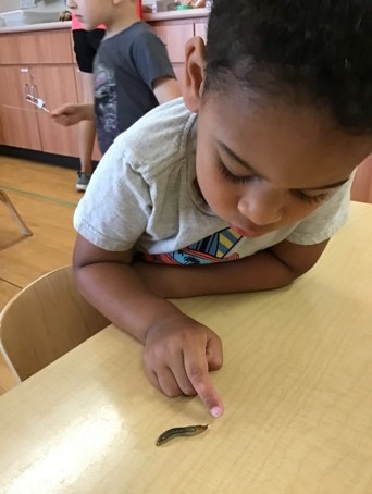 girl pointing to a caterpillar crawlin on a table