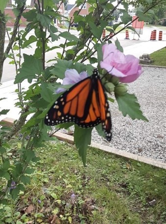 butterfly on a rosebush