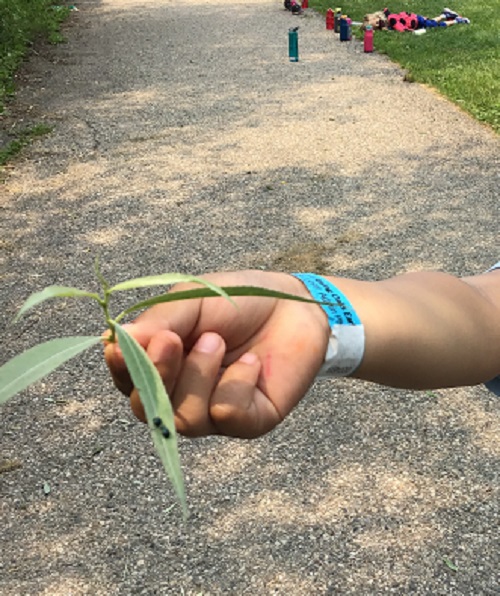School age child showing an insect they found on a leaf