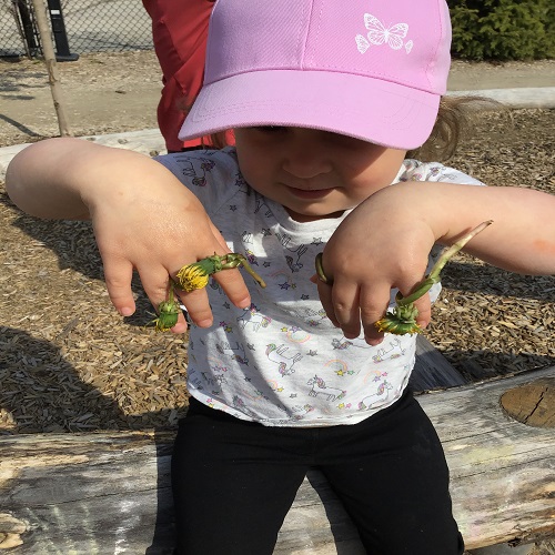 Child showing their dandelion rings.