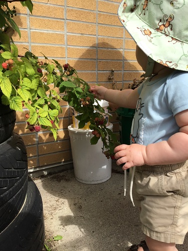 An infant picking raspberries