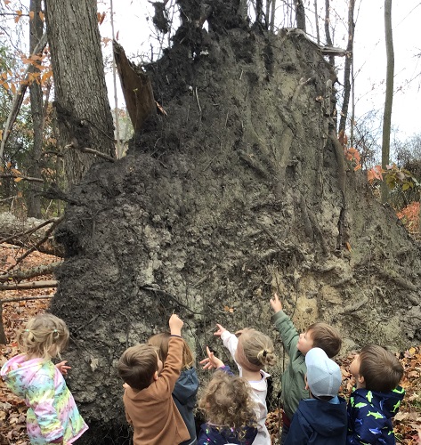 Children looking at an uprooted tree